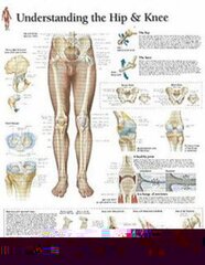 Understanding Hip & Knee